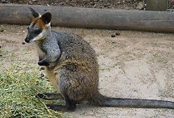 Swamp Wallaby - Wallabia bicolor - Australian Mammals - Sydney and the Blue Mountains