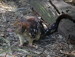Tiger Quoll (Spot-tailed Quoll) - Dasyurus maculatus - Australian Mammals - Sydney and the Blue Mountains