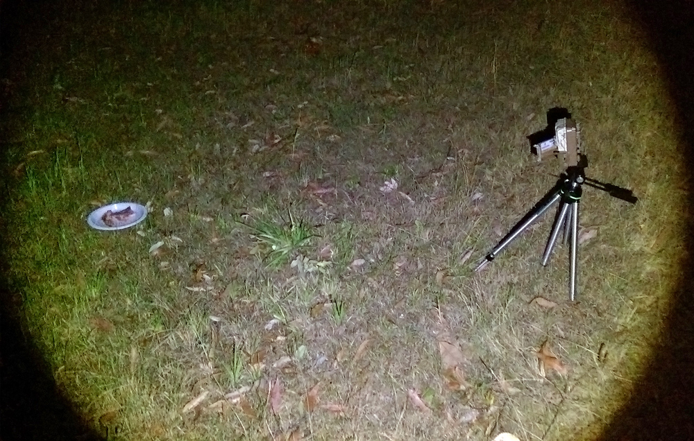 Trail camera set up with bait - Using a Trail Camera to Practice Trapping and/or Study Animals