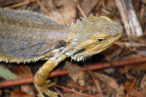 Common Bearded Dragon - Pogona barbata - Reptiles of Australia