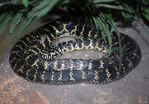 Broad-headed Snake - Hoplocephalus bungaroides - Reptiles of Australia