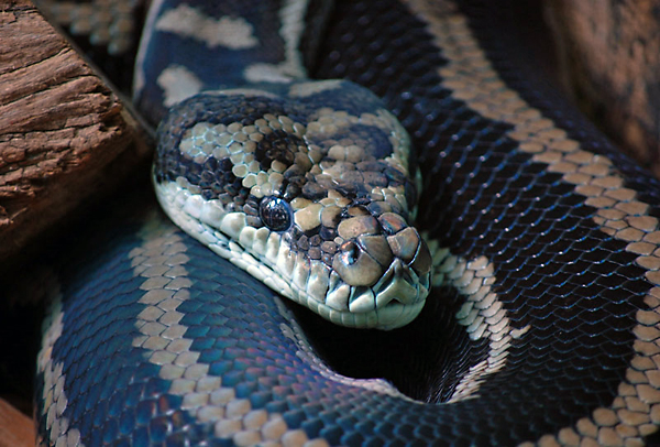 Carpet Python - Morelia spilota