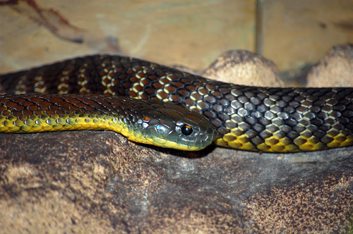 Tiger Snake - Notechis scutatus - Reptiles of Australia