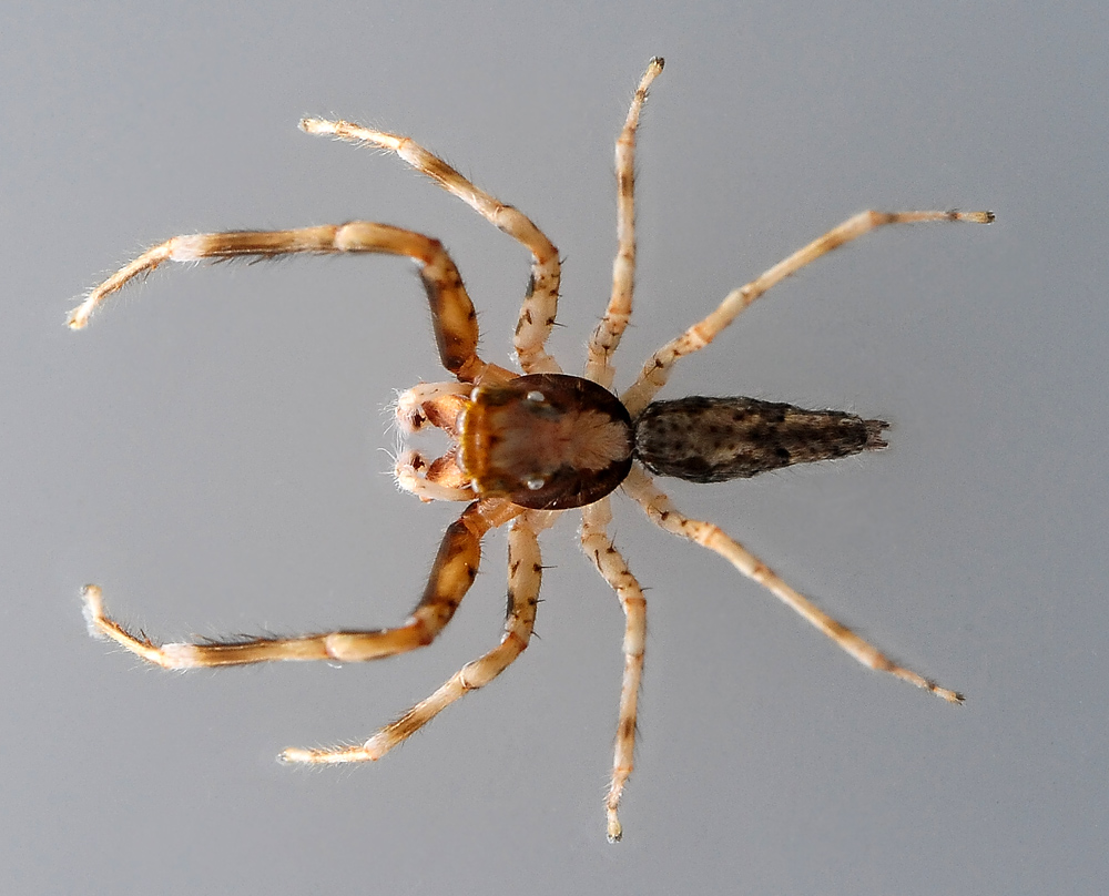 Australian Spider Quiz, Question 2 - Can you identify this spider?