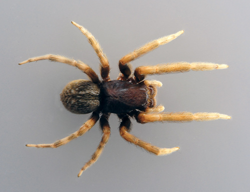 Black House Spider - Badumna insignis - Australian Spiders and their Faces