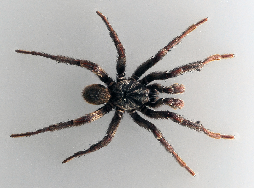 Australian Spider Quiz, Question 7 - Can you identify this spider?