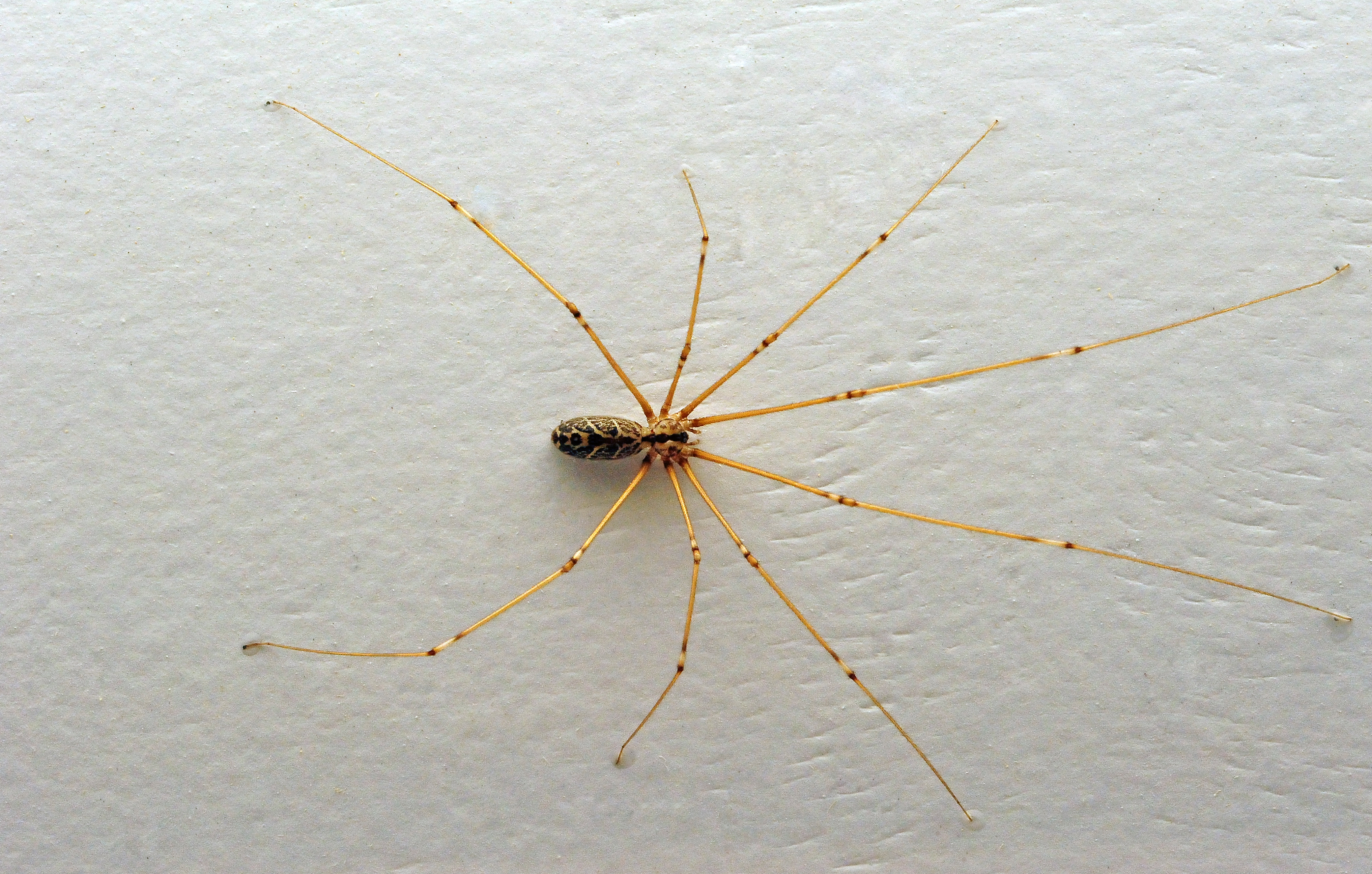 The Daddy-Long-Legs Spider
