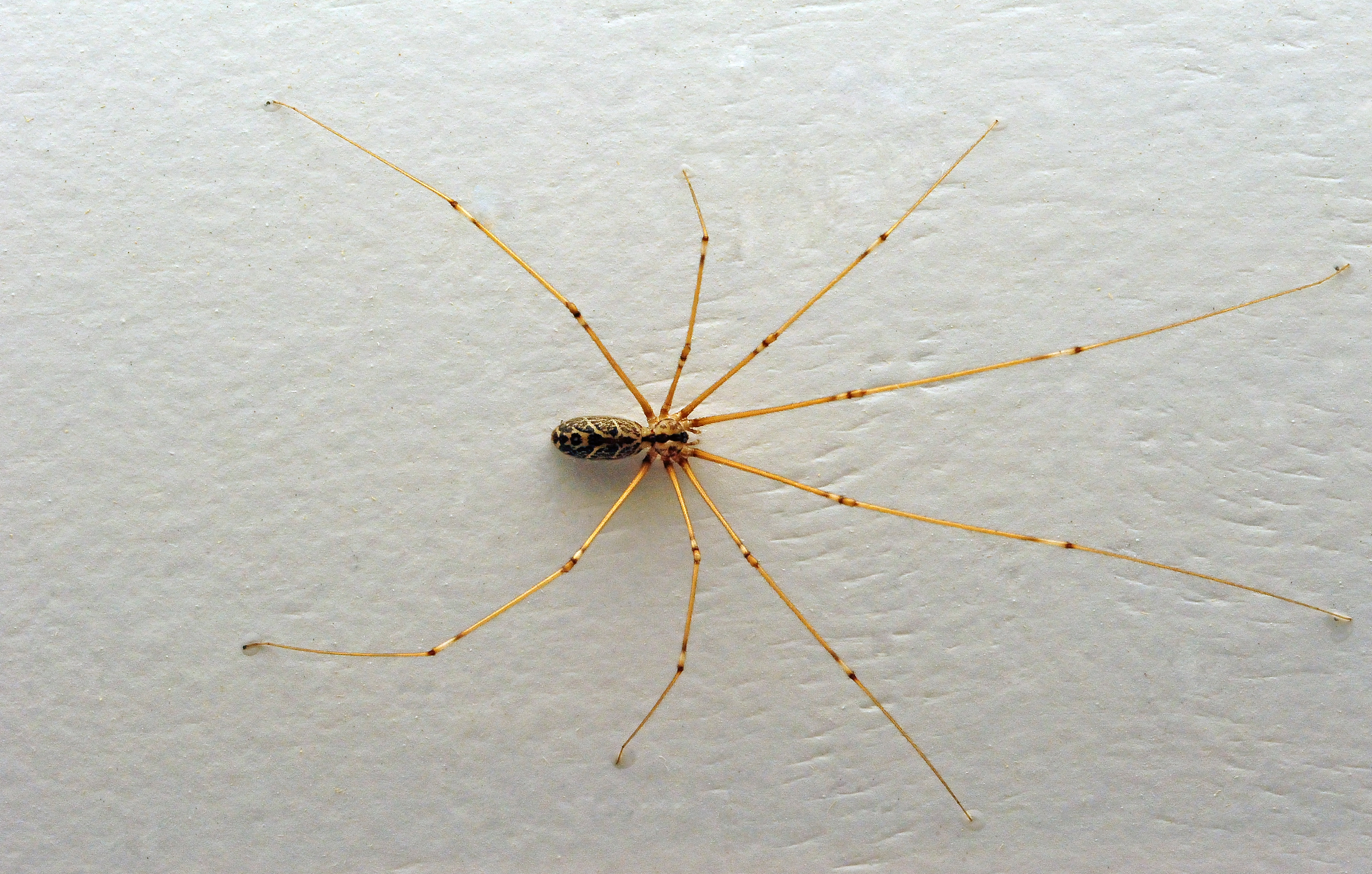 Daddy-long-legs Spider - The Australian Museum