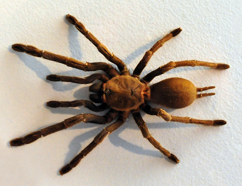 Eastern Tarantula - Phlogius crassipes - Australian Spiders and their Faces