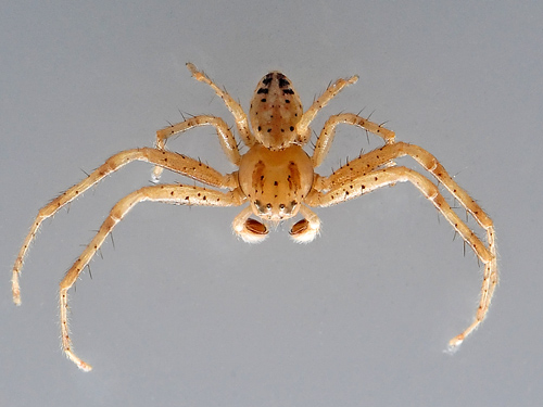 Flower Spider - Australomisidia cruentata (previously Diaea cruentata). - Australian Spiders and their Faces