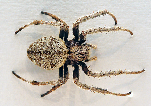 Garden Orb-Weaving Spider - Eriophora transmarina - Australian Spiders and their Faces