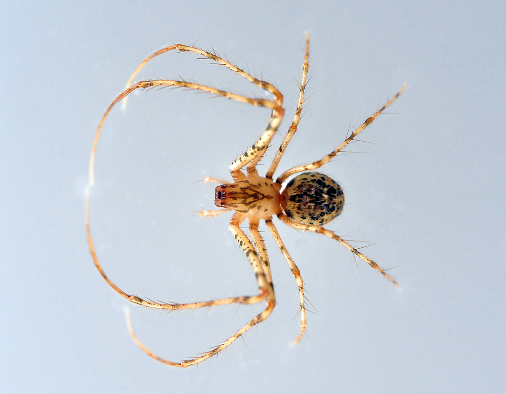 Australian Spider Quiz, Question 3 - Can you identify this spider?