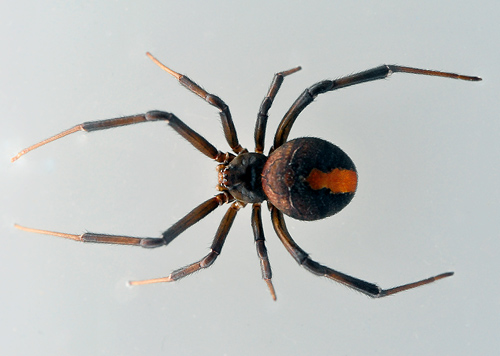 Redback Spider - Latrodectus hasseltii - Australian Spiders and their Faces