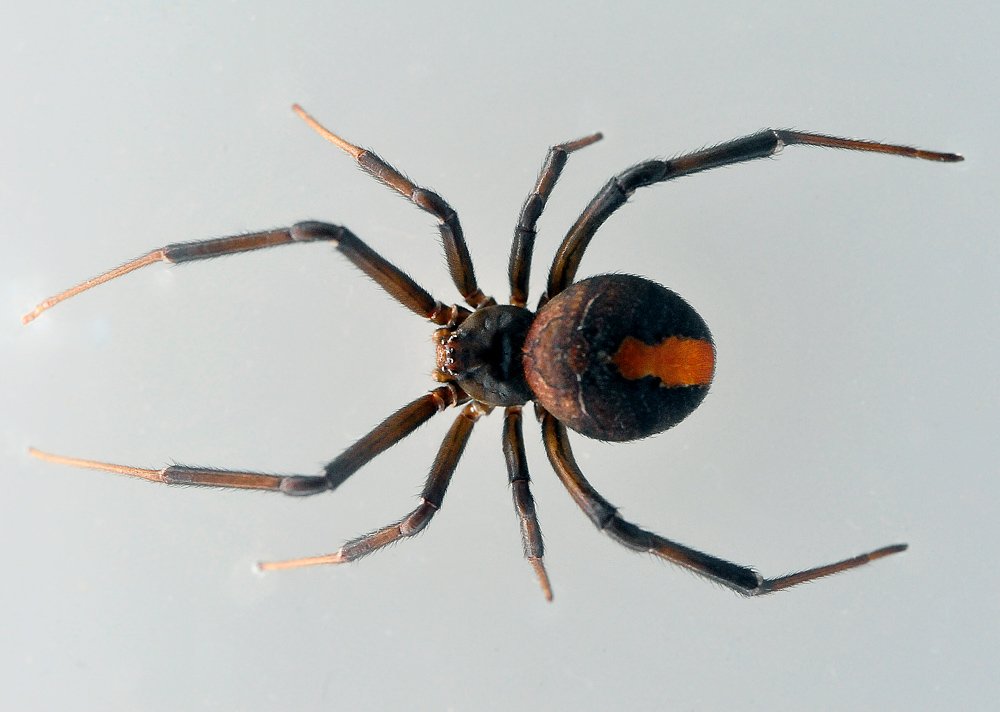 Australian Spider Quiz, Question 4 - Can you identify this spider?