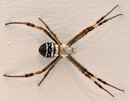 St Andrew's Cross Spider - Argiope keyserlingi - Australian Spiders and their Faces