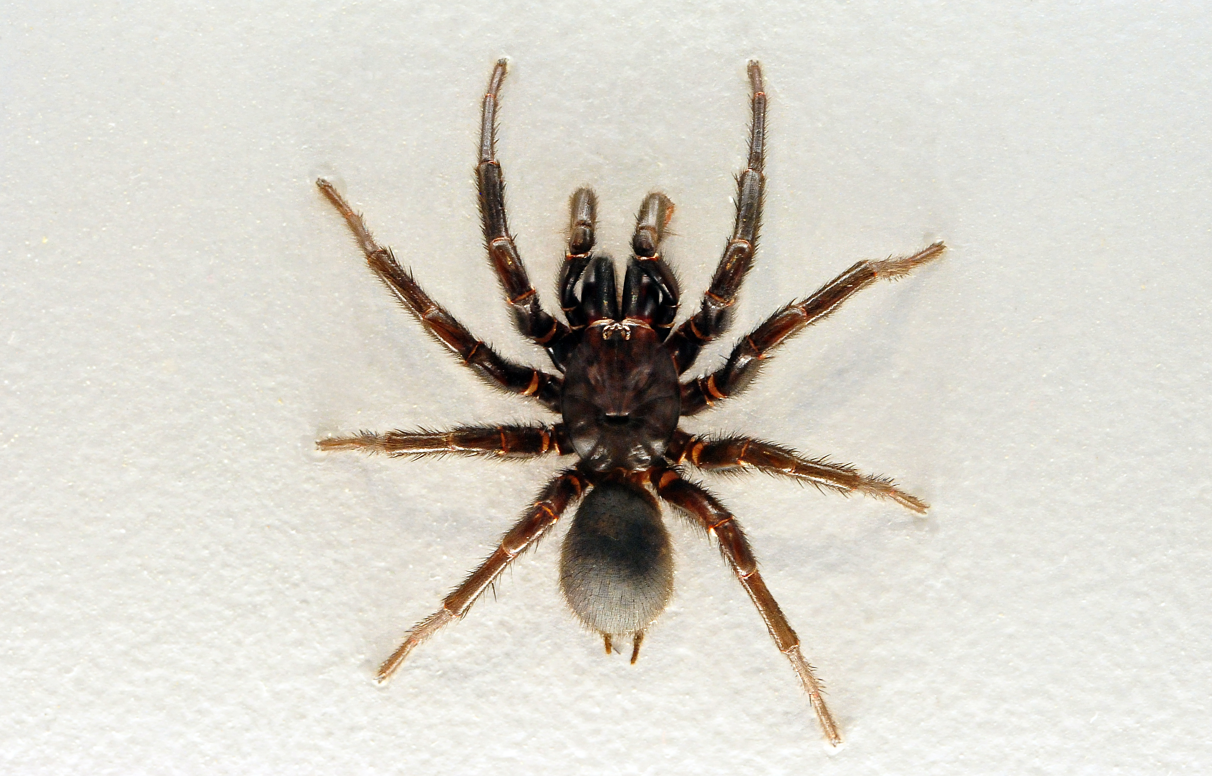 Sydney Funnel-web Spider - The Australian Museum