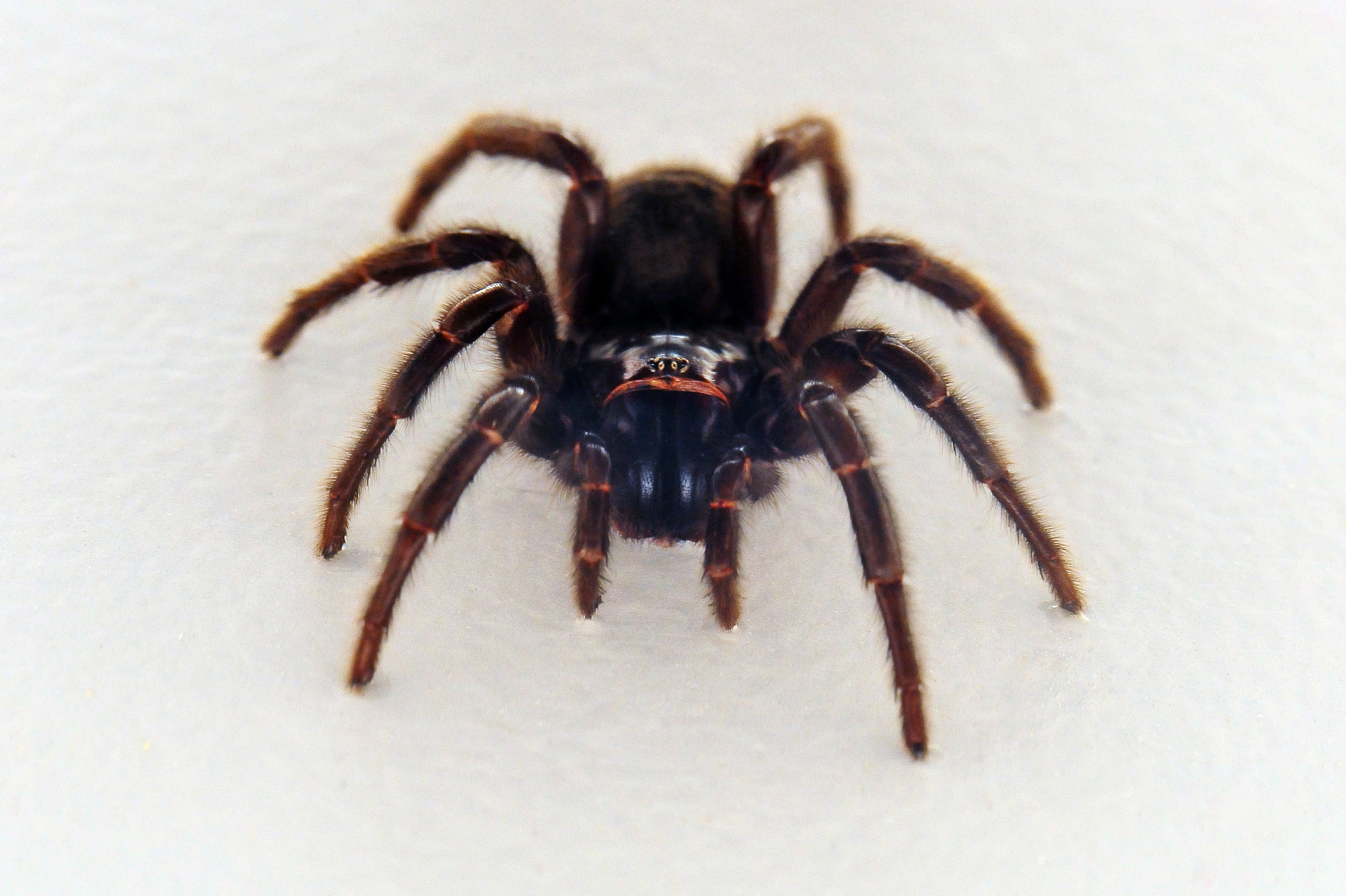 Sydney Funnel-web Spider - The Australian Museum