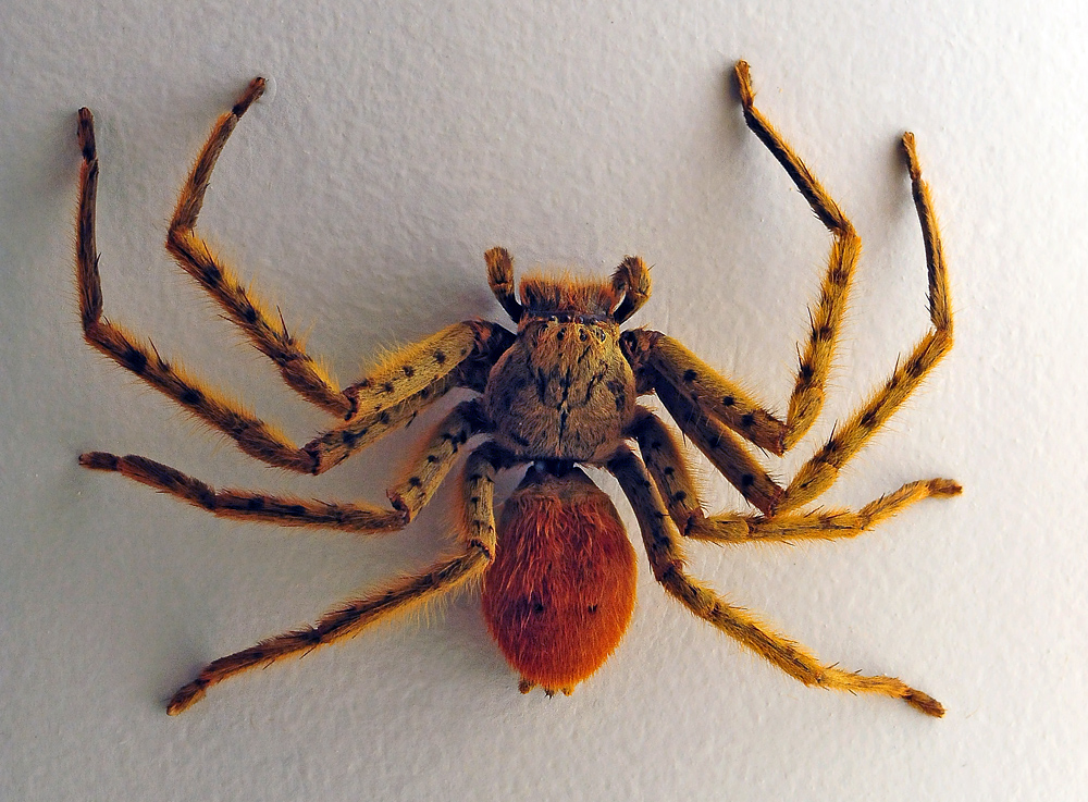 Australian Spider Quiz, Question 6 - Can you identify this spider?