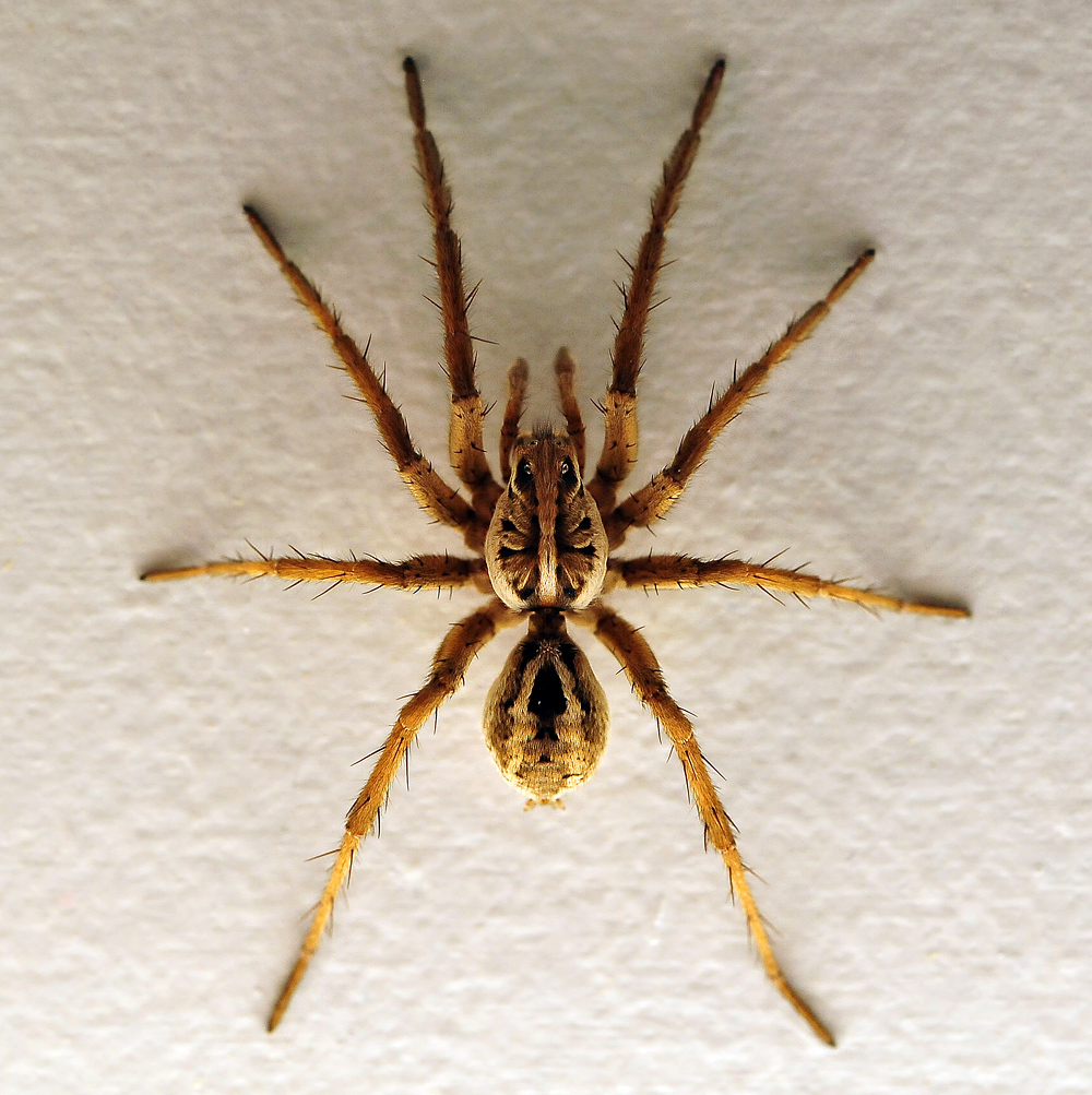 Australian Spider Quiz, Question 5 - Can you identify this spider?