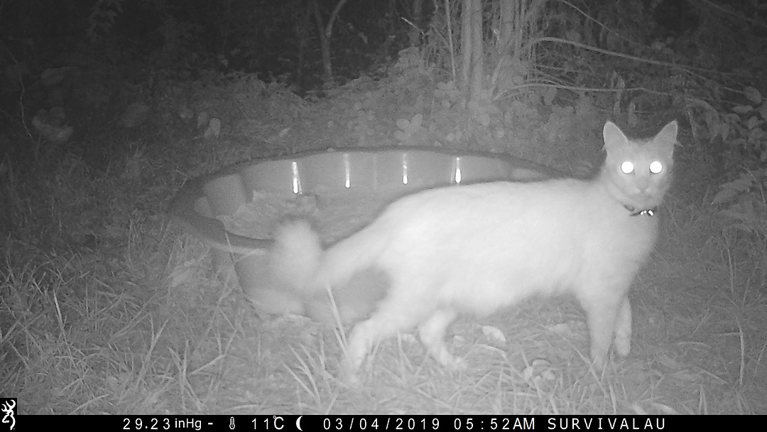 A cat visits the tracking box at night this time - Make an Instant Tracking Box to Learn Animal Tracking - Survival.ark.au