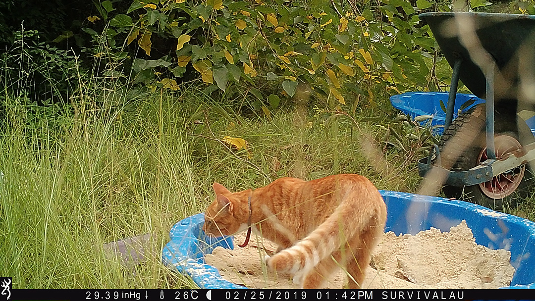 In the afternoon a cat visits the tracking box. There were 13 photos showing the cat at this time of its visit - Make an Instant Tracking Box to Learn Animal Tracking - Survival.ark.au