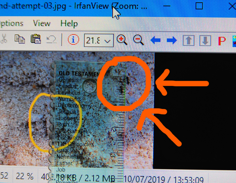 Photo of my computer screen after adjusting the zoom to make the black ants 2.5-5 mm long - Make an Instant Tracking Box to Learn Animal Tracking - Survival.ark.au