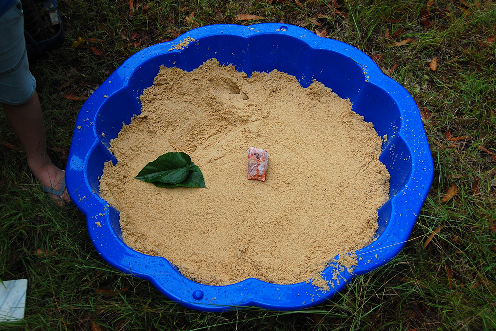 Sandpit tracking box with cheap pet-grade meat as bait - Make an Instant Tracking Box to Learn Animal Tracking - Survival.ark.au