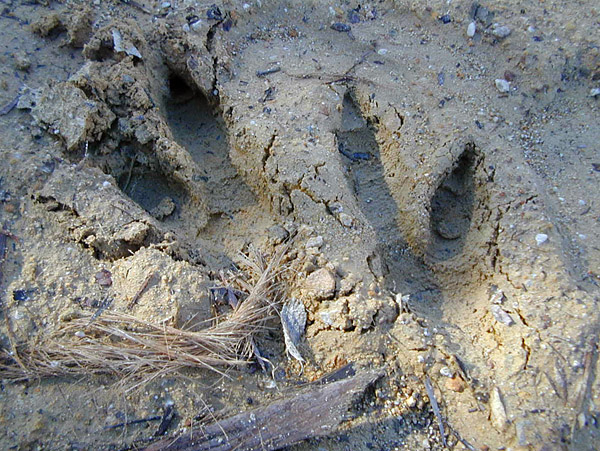 Animal Tracking Quiz, Question 2 - Can you identify this animal track?