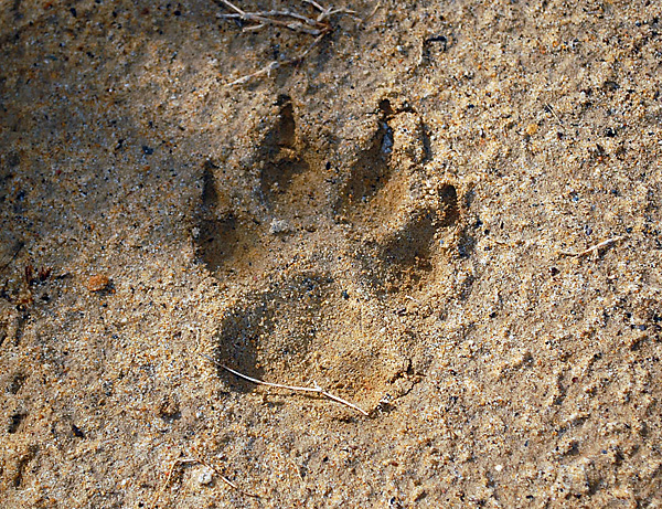 Animal Tracking Quiz, Question 8 - Can you identify this animal track?