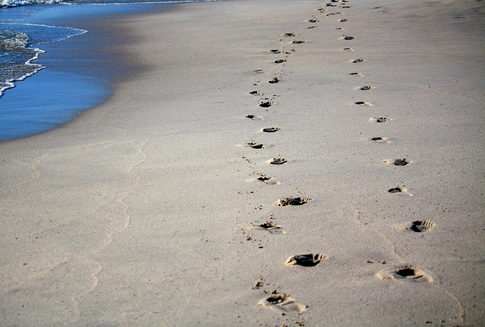 Animal Tracking Quiz, Question 6 - Can you identify this animal track?