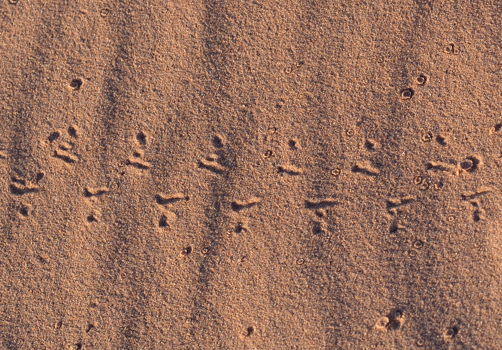 Animal Tracking Quiz, Question 10 - Can you identify this animal track?