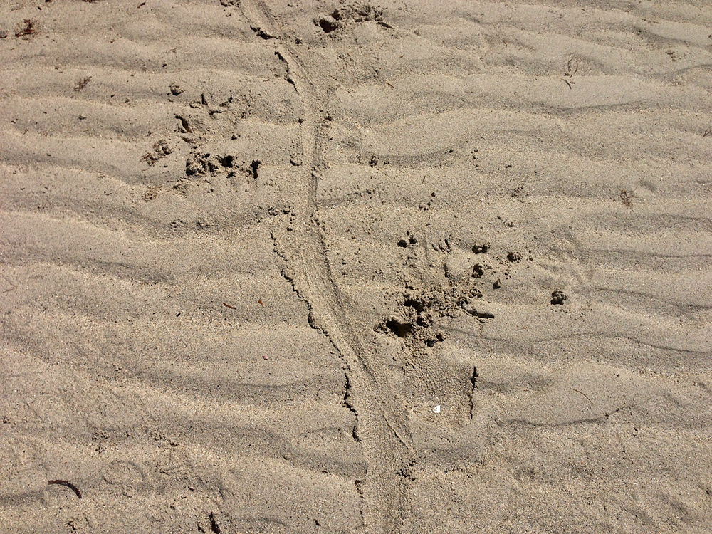 Animal Tracking Quiz, Question 4 - Can you identify this animal track?