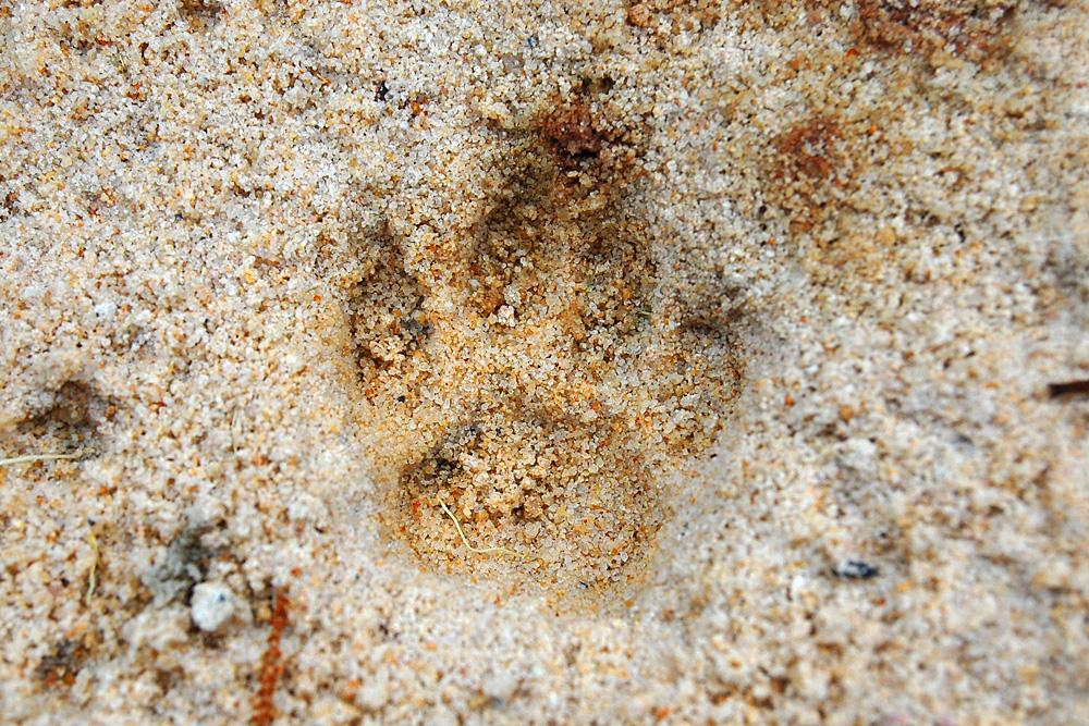 Close up of an animal track from the tracking box - Make an Instant Tracking Box to Learn Animal Tracking - Survival.ark.au