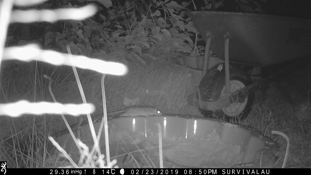 First photo of a moving animal in front of the trail camera - Make an Instant Tracking Box to Learn Animal Tracking - Survival.ark.au