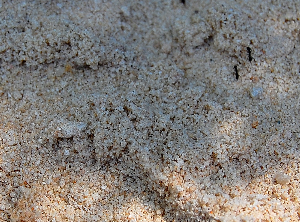 Close-up crop from the same photograph as shown above. You can see the approximate scale/size of the animal track by comparing with the size of the common small black ants - Make an Instant Tracking Box to Learn Animal Tracking - Survival.ark.au