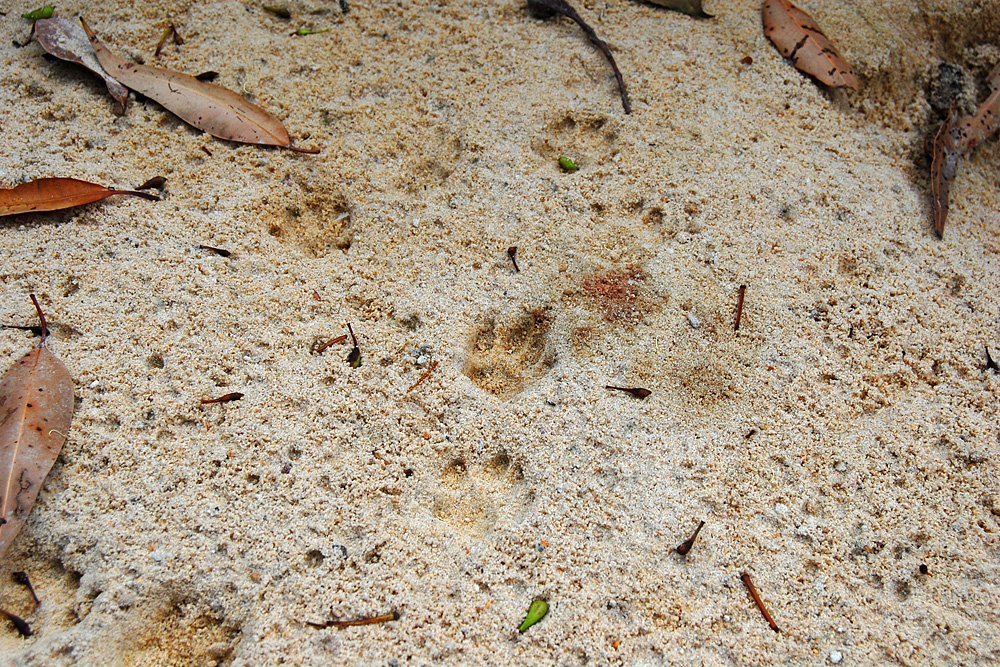 Animal tracks from the tracking box. These animal tracks were found long after the animal was gone, leaving a record of its presence there - Make an Instant Tracking Box to Learn Animal Tracking - Survival.ark.au